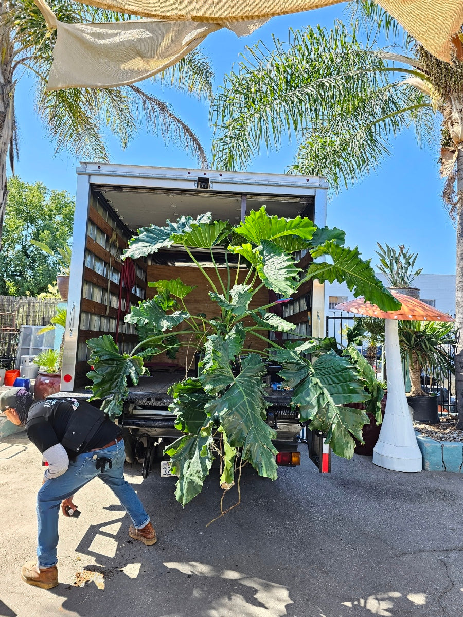 Exotic & Rare Tropical Plants