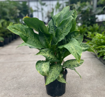 dieffenbachia memoria corsi ARMG-DIEFFENBACHIA 'MEMORIA CORSII' 6" – JACKALOPE POTTERY