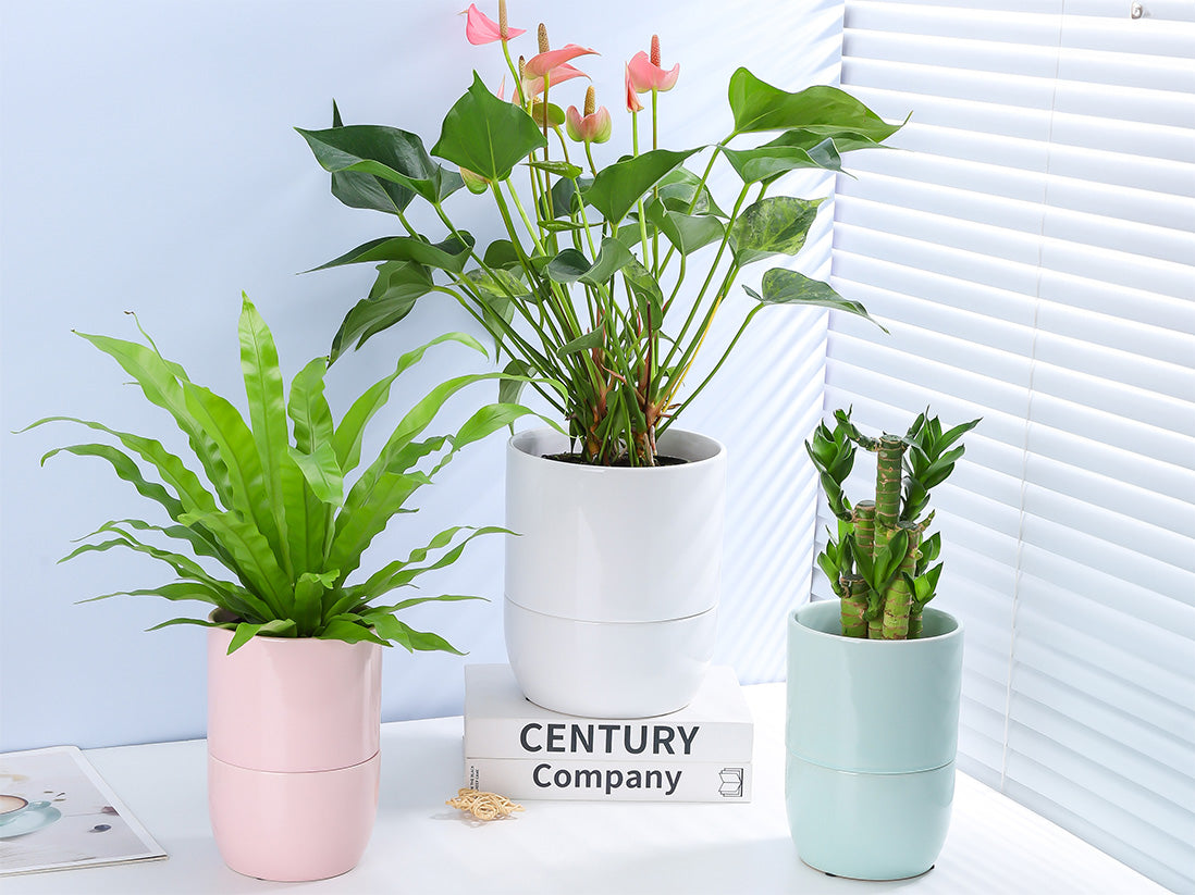 self watering pots for indoor plants Urban Dweller Self-Watering Pot- Pastel – JACKALOPE POTTERY