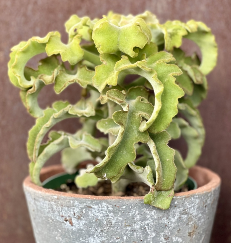 kalanchoe beharensis succulent G&N-KALANCHOE BEHARENSIS 8IN – JACKALOPE POTTERY