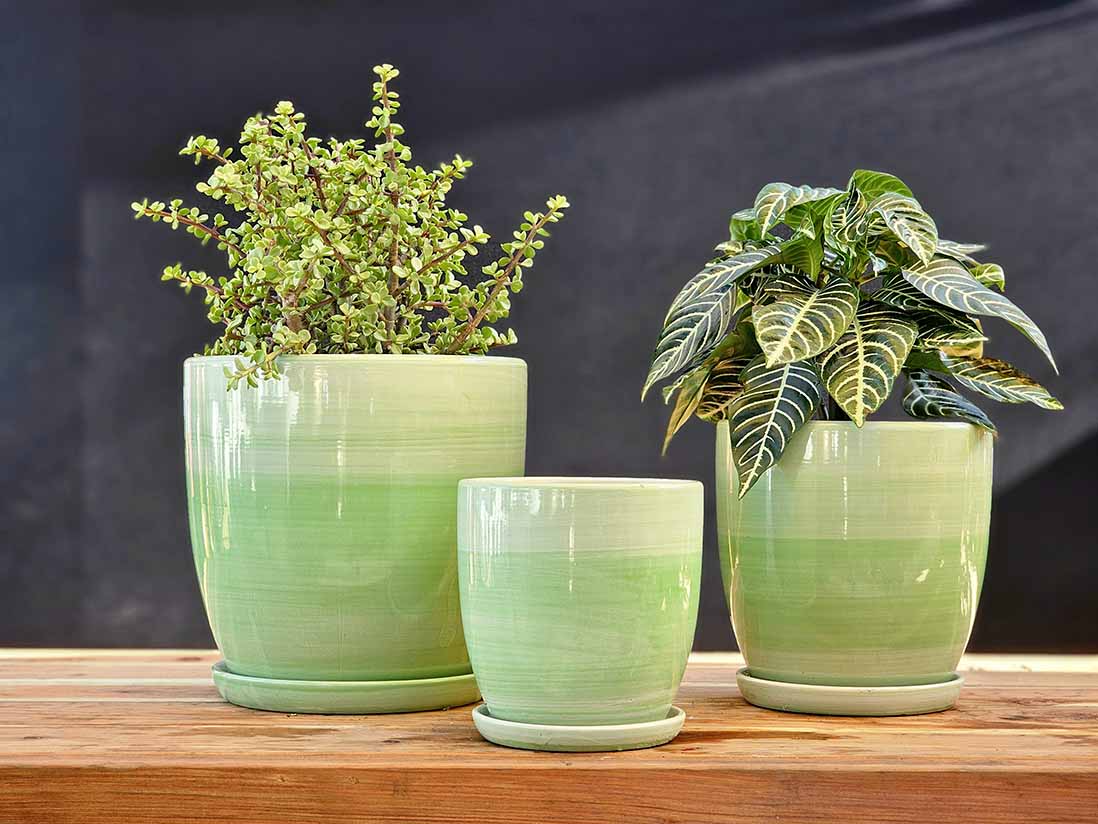 Daffodil Planter – JACKALOPE POTTERY