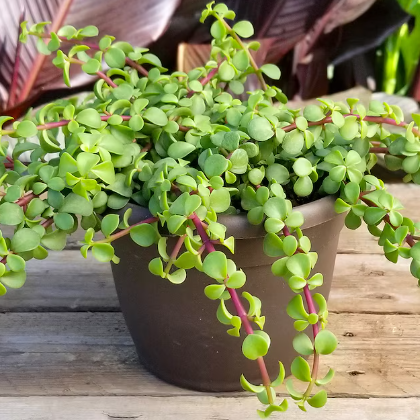 G&N-PORTULACARIA AFRA 'PROSTRATA' 6IN – JACKALOPE POTTERY