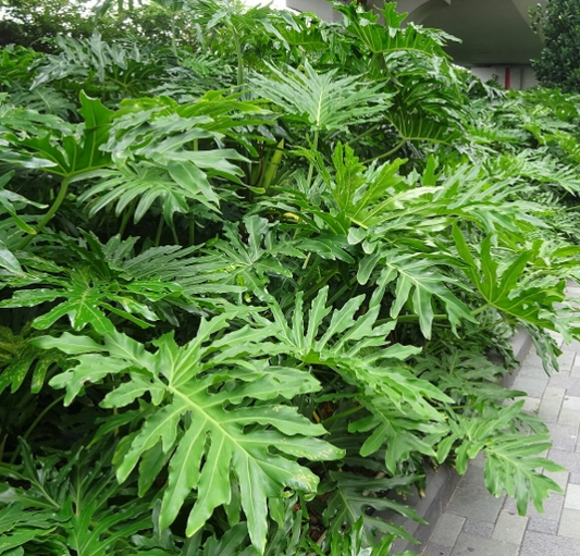 G&N-PHILODENDRON SELLOUM-3G