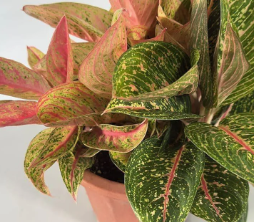 aglaonema star shining ARMG-AGLAONEMA 'STARSHINING' 5" – JACKALOPE POTTERY