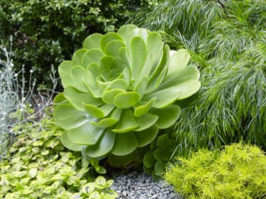 mint green succulents G&N-AEONIUM'MINT SAUCER'-3G – JACKALOPE POTTERY