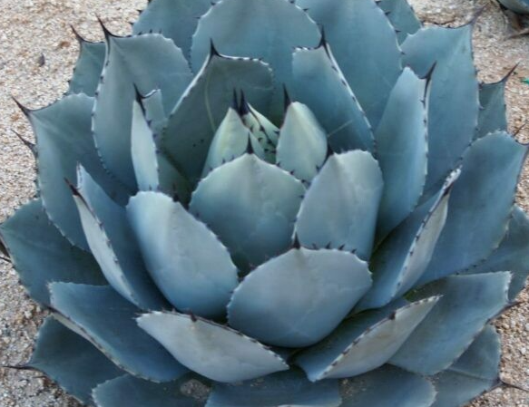 agave parryi var truncata G&N-AGAVE PARRYI VAR,TRUNCATA-3G – JACKALOPE POTTERY