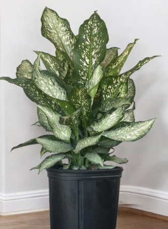 ARMG-DIEFFENBACHIA 'TIKI' 6IN – JACKALOPE POTTERY