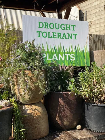 Drought Tolerant Plants
