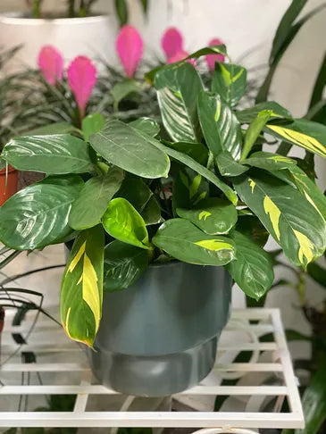 Succulents and House Plants
