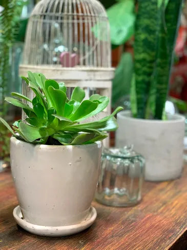 Living Green