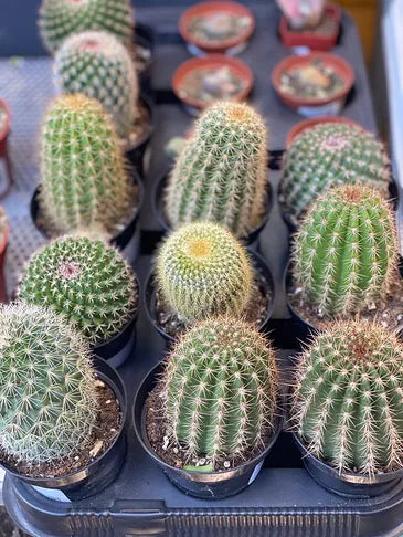 Succulents & Cacti