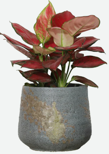 IP-DG2250-A-9.5"X8"