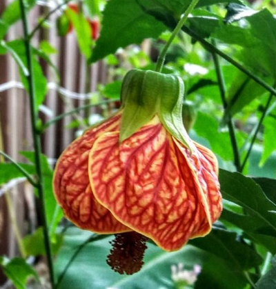 G&N-ABUTILON 'RED TIGER'