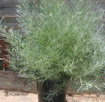 G&N-ACACIA ITEAPHYLLA 15G