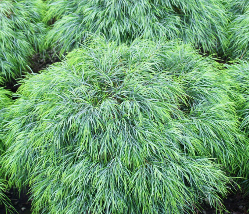 G&N-ACACIA COGNATA 'COUSIN LTT' 3G