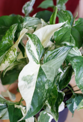 ARMG-SYNGONIUM PODOPHYLLUM 'ALBO VARIEGATA' 4"
