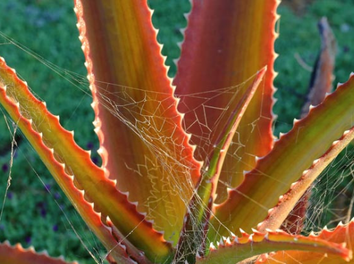 TGE-ALOE VAOMBE 15G