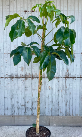 G&N-SCHEFFLERA ACTINOPHYLLA 'AMATE' 10IN