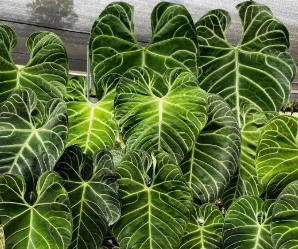 ARMG-ANTHURIUM REGALE 5"