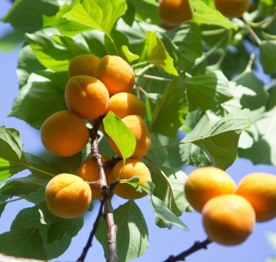 PN-APRICOT-BLENHEIM-15G