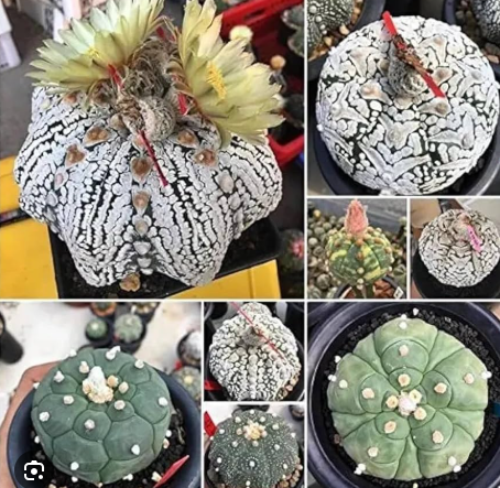 ARMG-ASTROPHYTUM MIX-3"