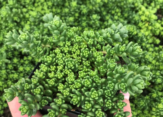 ARMG-SEDUM ALBUM 'ATHOUM' 6PACK