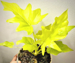 ARMG-PHILODENDRON WARSCEWICZII 'AUREA' 5"