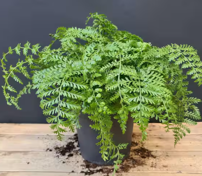 ARMG-ASPIENIUM 'AUSTRAL GEM' 6IN
