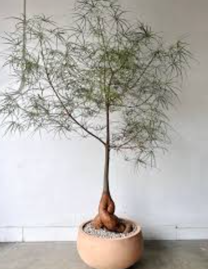 G&N-BRACHYCHILTON RUPESTRIS 5G