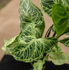 ARMG-SYNGONIUM PODOPHULLUM 'BATIK' 5"