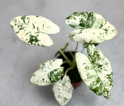 ARMG-ALOCASIA ODORA VARIEGATA 'BATIK' 5"