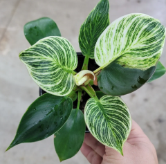 ARMG-PHILODENDRON 'BIRKIN' 4"