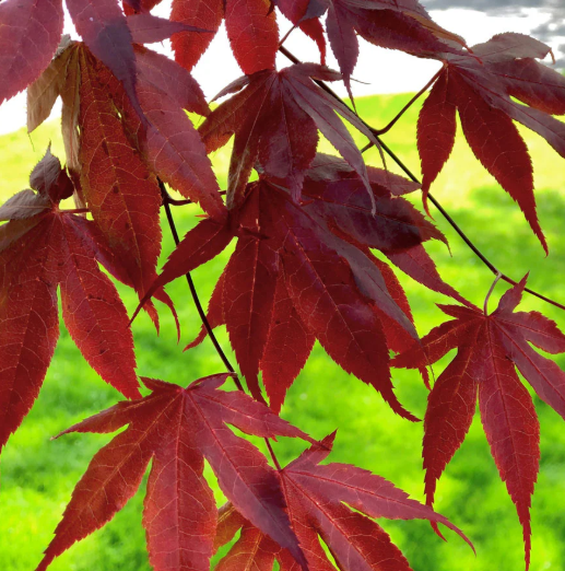 PN-JAPANESE MAPLE-ACER PALMATUM-'BLOODGOOD'-15G