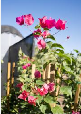 G&N-BOUGAINVILLEA 3G