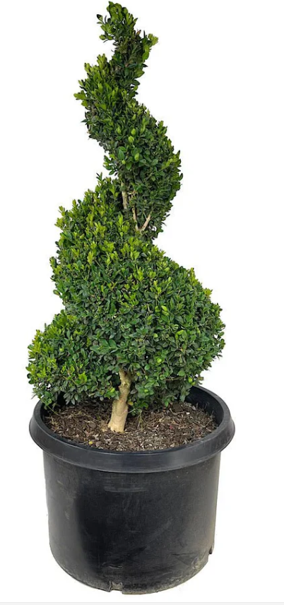 PN-BOXWOOD SPIRAL-15G
