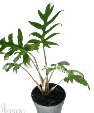 ARMG-ALOCASIA 'BRANCIFOLIA' 5"