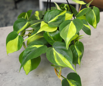 ARMG-PHILODENDRON CORDATUM 'BRASIL' 6"