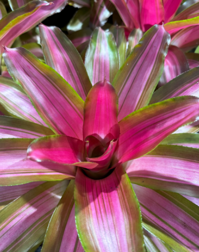 FHN-BROMELIAD-SPECIAL-6"