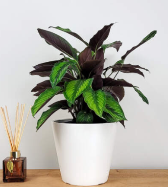 ARMG-CALATHEA 'BEAUTY STAR' 6IN