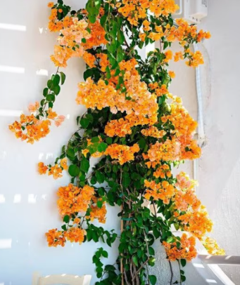 G&N-BOUGANVILLEA 'CALIFORNIA GOLD' 3G