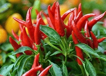 ARMG-PEPPER CHILI ASST-1G