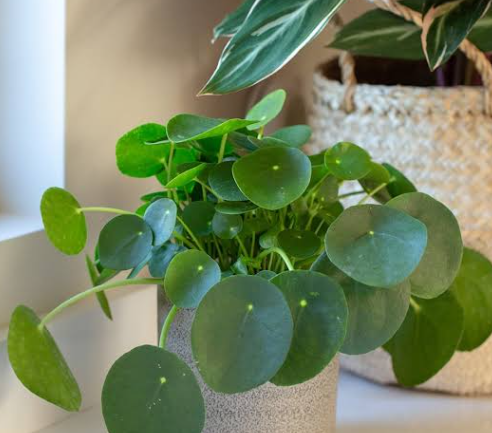 ARMG-CHINESE MONEY PLANT 8"