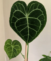 ARMG-ANTHURIUM CLARINERVIUM 5"