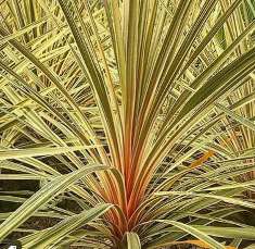 G&N-CORDYLINE AUSTRALIS'TORBAY DAZZLER'-3G