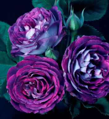ARMG-ROSE 'COSMIC CLOUDS' 5G