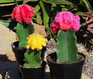 ARMG-GRAFTED CACTUS PREMIUM 3"