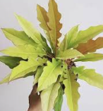 ARMG-PHILODENDRON 'GOLDEN CROCODILE' 5"