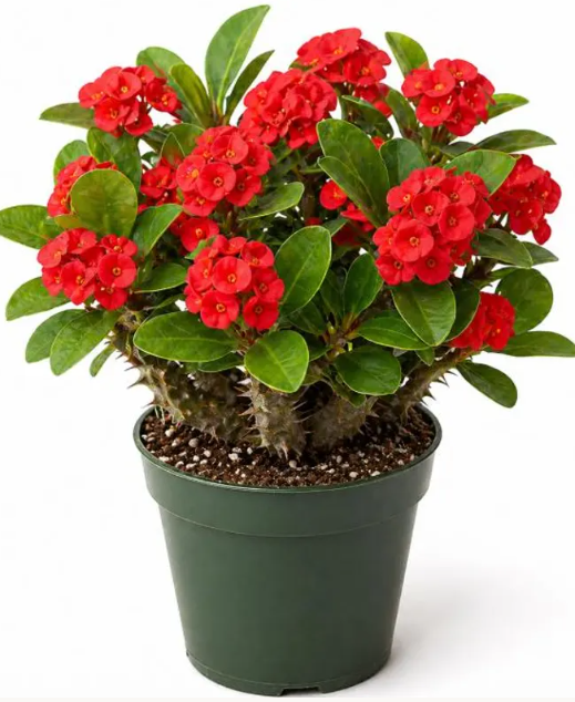 ARMG-EUPHORBIA MILLII (CROWN OF THORNS) 5"