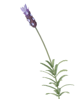 G&N-LAVANDULA DENTATA 3G