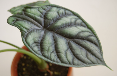 ARMG-ALOCASIA 'DRAGON SCALE' 5"